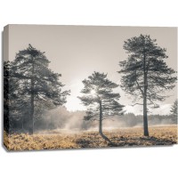 Assaf Frank - Sun trough trees