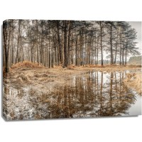Assaf Frank - Forest reflections