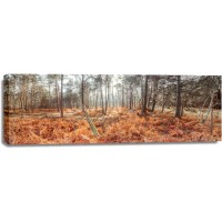 Assaf Frank - Autumn forest