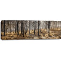 Assaf Frank - Autumn forest