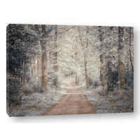 Assaf Frank - Pathway through forest