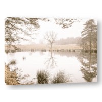 Assaf Frank - Misty trees around a lake