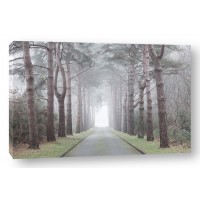 Assaf Frank - Road through mystic forest