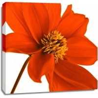 Assaf Frank - AF20110714 Dahlia 106C03