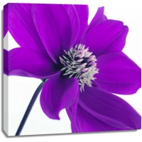 Assaf Frank - AF20110714 Dahlia 106C05