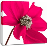 Assaf Frank - AF20110714 Dahlia 106C13