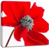Assaf Frank - AF20110714 Dahlia 106C15