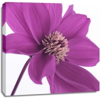 Assaf Frank - AF20110714 Dahlia 106C16