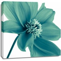 Assaf Frank - AF20110714 Dahlia 106C11