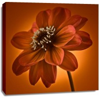 Assaf Frank - AF20110818 Dahlia 045C10