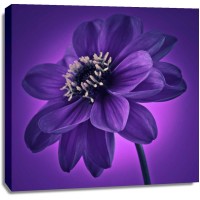 Assaf Frank - AF20110818 Dahlia 045C11