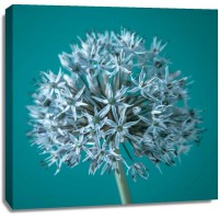 Assaf Frank - AF20100605 Alliums 151C07