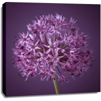 Assaf Frank - AF20100605 Alliums 151C08