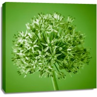 Assaf Frank - AF20100605 Alliums 151C09