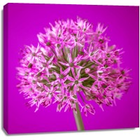 Assaf Frank - AF20100605 Alliums 151C10