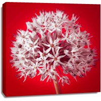 Assaf Frank - AF20100605 Alliums 157 RedC03