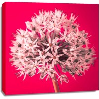 Assaf Frank - AF20100605 Alliums 157 RedC05