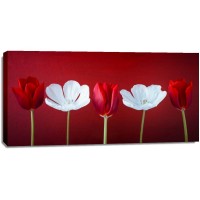 Assaf Frank - AF20120424 Tulips 351C12