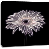 Assaf Frank - FTBR 1658 Gerbera