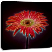 Assaf Frank - AF20110820 Gerbera 023C03PP