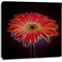 Assaf Frank - AF20110820 Gerbera 023C03PPC01