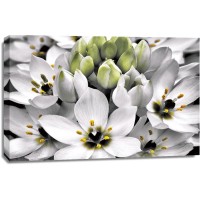 Dennis Frates - Blooming Stars