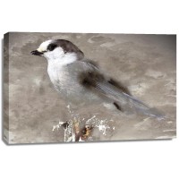 Stephane Fontaine - Grey Jay I