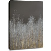 Assaf Frank - Silver Forest I