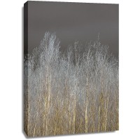 Assaf Frank - Silver Forest II