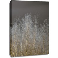 Assaf Frank - Silver Forest III