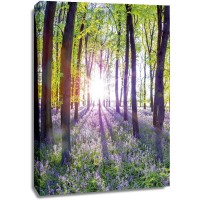 Assaf Frank - Bluebells and Sunrise I
