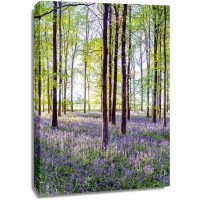 Assaf Frank - Bluebells and Sunrise II