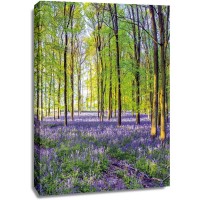 Assaf Frank - Bluebells and Sunrise III