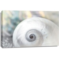 Dina Marie - Pearl Lite Seashell