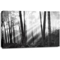 Monte Nagler - Mystical Forest and Sunbeams