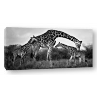 Xavier Ortega - Giraffe Family