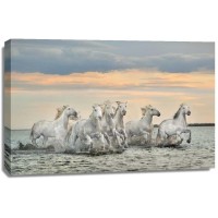 Xavier Ortega - Camargue Horses - France