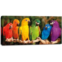 Mike Jones - Rainbow Parrots