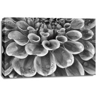 Dennis Frates - Silver Dahlia
