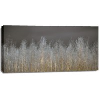 Assaf Frank - Silver Forest 
