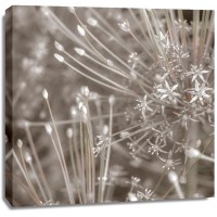 Assaf Frank - Silver Alliums