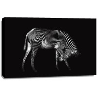 Xavier Ortega - Zebra Solo