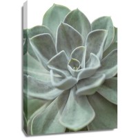 Assaf Frank - Echeveria