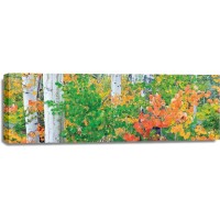 Dennis Frates - Forest Colors