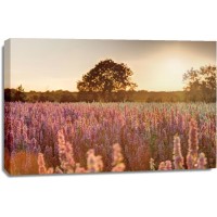 Assaf Frank - Delphinium Sunset