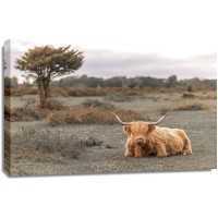 Assaf Frank - Highland Cow II