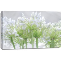 Assaf Frank - African Lily I