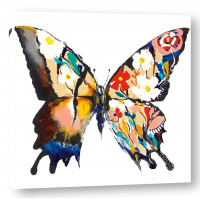 Aziz Kadmiri - Papillon Daisy