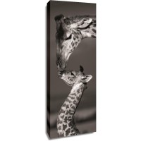 Danita Delimont - Giraffes - Masai Mara
