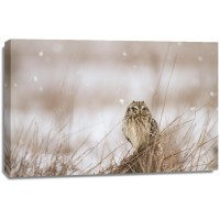 Danita Delimont - Prairie Winter